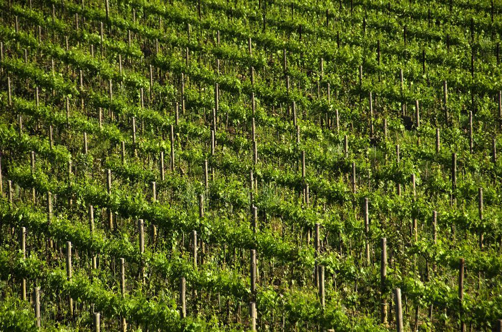 Agriturismo Poggio Bonelli Кастелнуово Берарденга Екстериор снимка